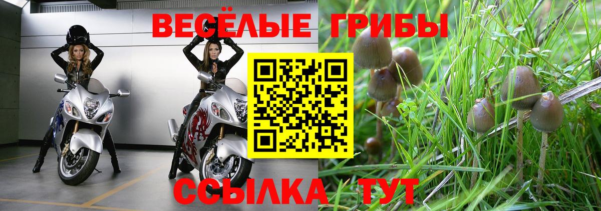 Галлюциногенные грибы Psilocybine cubensis Ленинск-Кузнецкий
